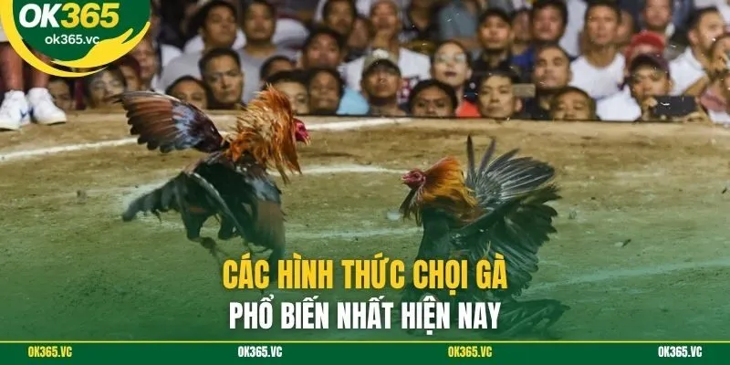 Các hình thức chọi gà phổ biến nhất hiện nay