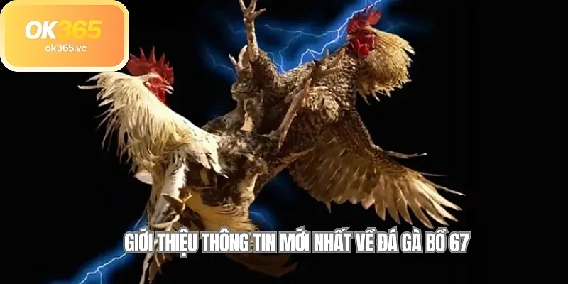  Giới thiệu thông tin mới nhất về đá gà bồ 67