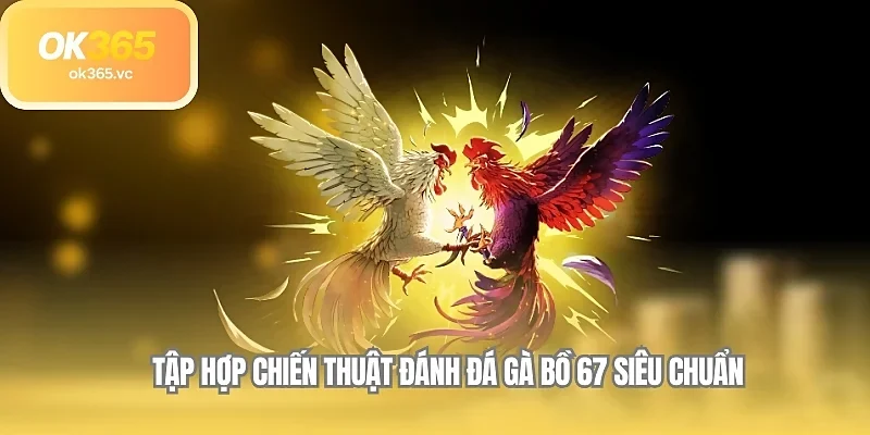 Tập hợp chiến thuật đánh đá gà bồ 67 siêu chuẩn 
